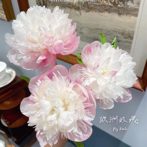 重瓣芍药花苗带芽根块四季多年生花卉阳台盆栽开花植物庭院耐寒花 - 图0
