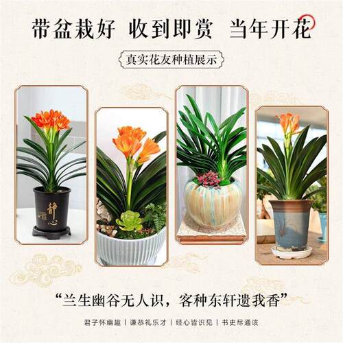 君子兰盆栽精品名贵花卉植物元宝君子兰国宝级室内庭院四季好养 - 图3