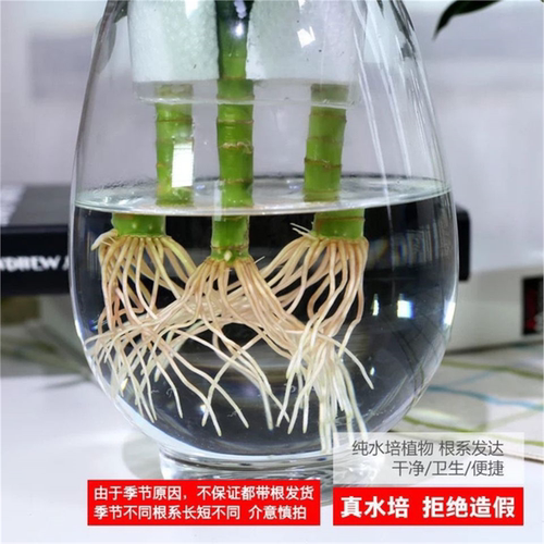 观音竹富贵竹水培植物带根花卉绿植绿萝室内盆栽转运竹子水养好养 - 图1