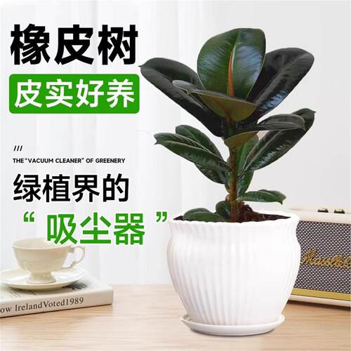 黑金刚橡皮树盆栽家庭室内客厅四季长青花卉净化空气绿色观叶植物 - 图0