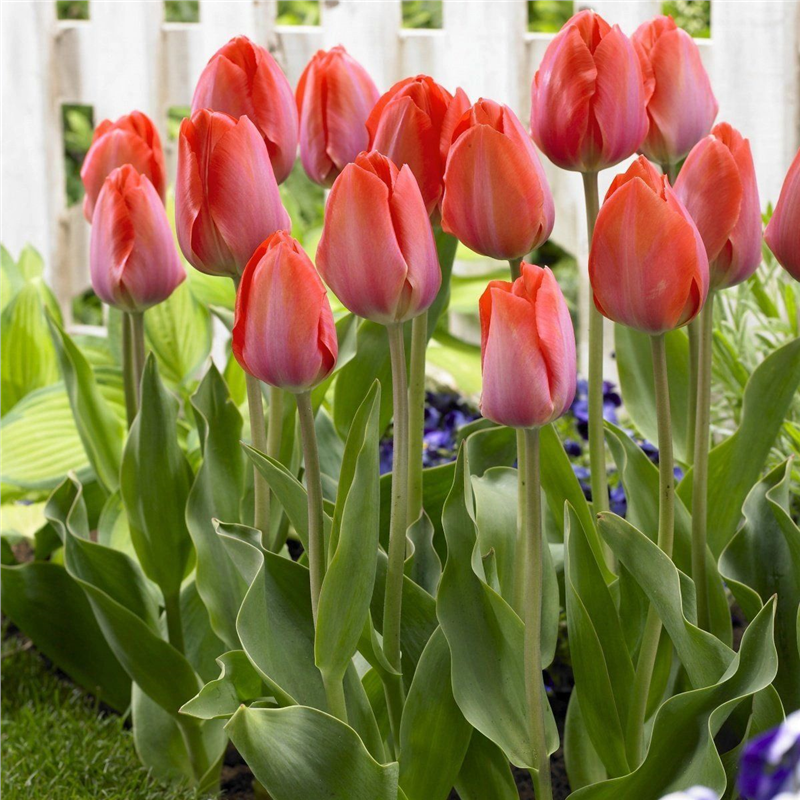 进口郁金香大种球5度球盆栽花卉水培土养耐寒室内外阳台鲜花植物,淘宝优惠券,粉丝福利购,淘宝优惠卷