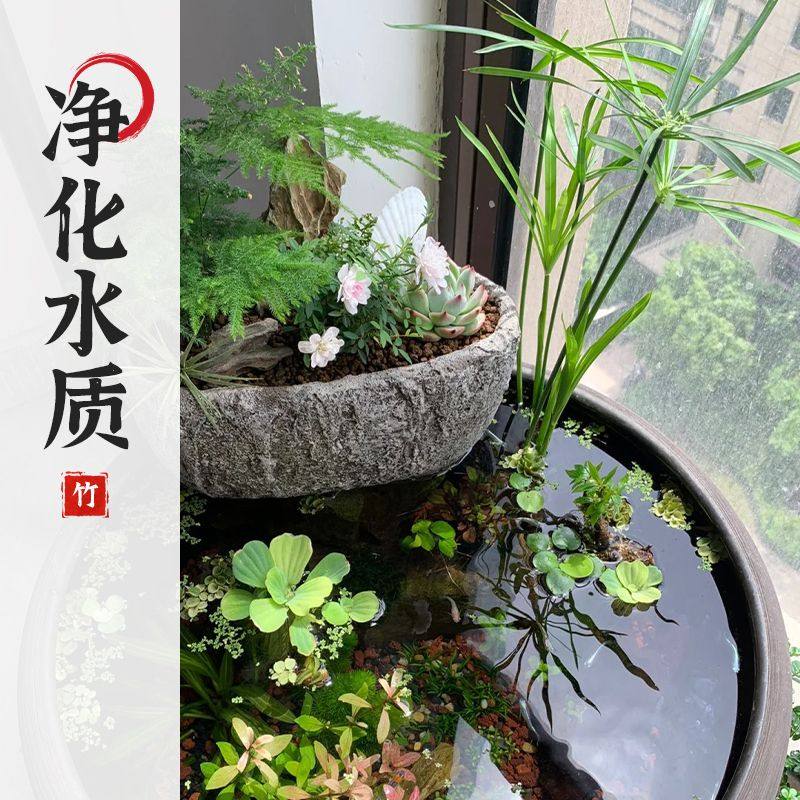 水竹风车草挺水生植物鱼缸造景养龟池塘真草净化水质盆栽旱伞草,淘宝优惠券,粉丝福利购,淘宝优惠卷