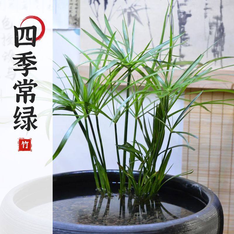 水竹风车草挺水生植物鱼缸造景养龟池塘真草净化水质盆栽旱伞草,淘宝优惠券,粉丝福利购,淘宝优惠卷