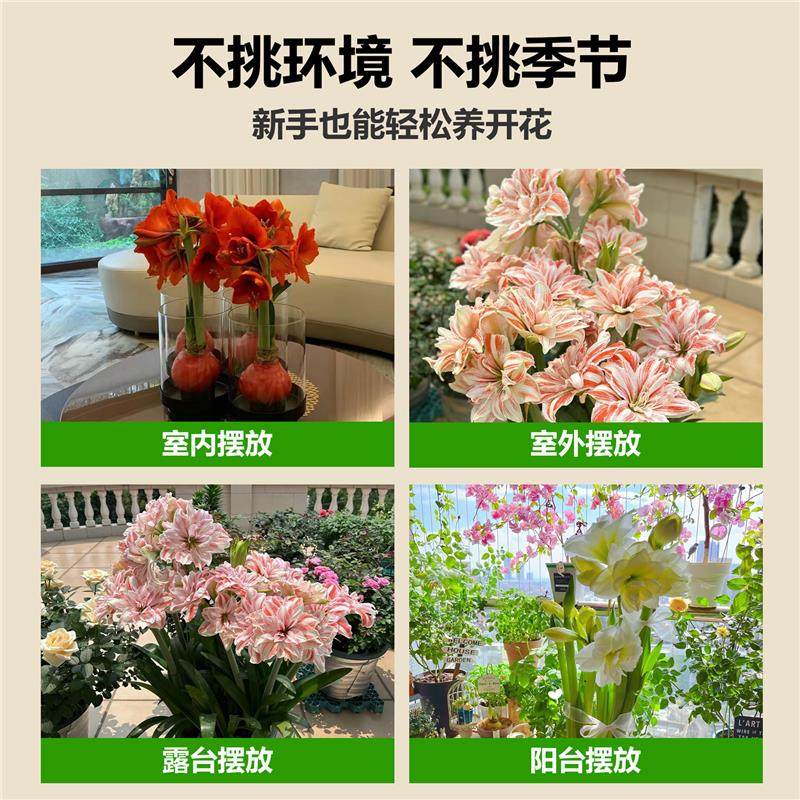 现货巨无霸系列大球荷兰进口朱顶红种球循环开花阳台庭院盆栽花卉,淘宝优惠券,粉丝福利购,淘宝优惠卷