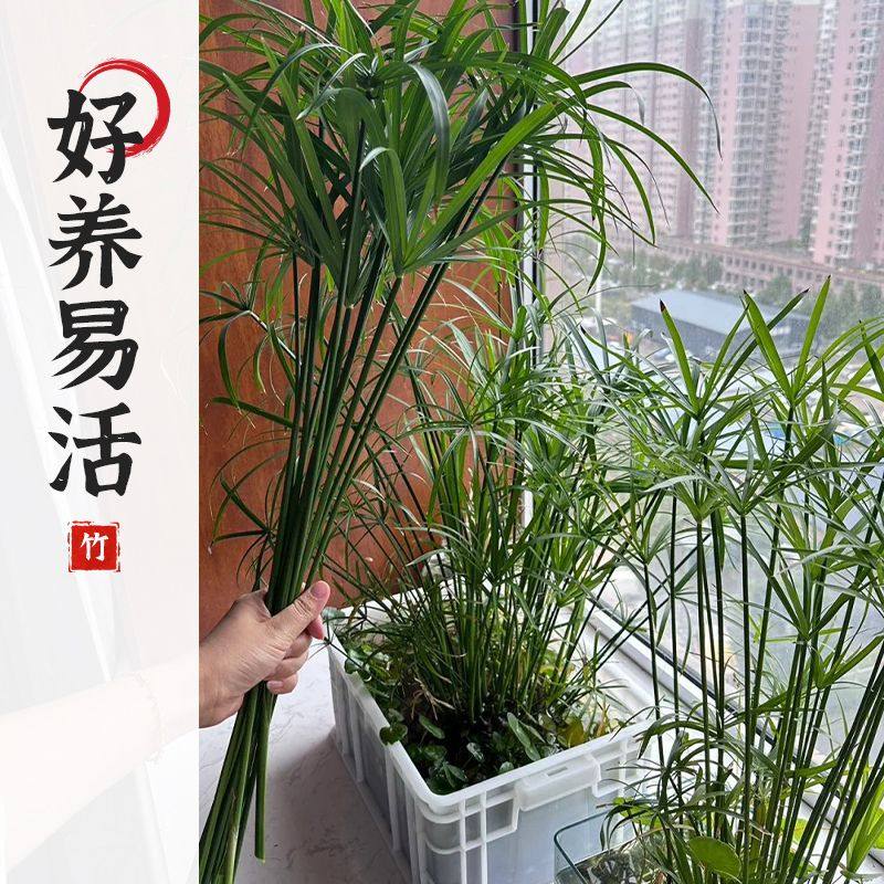 水竹风车草挺水生植物鱼缸造景养龟池塘真草净化水质盆栽旱伞草,淘宝优惠券,粉丝福利购,淘宝优惠卷