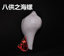 For the Buddha supplies Nepalese Buddha Home Levosea snail bio-right-handed White Sea snail Buddha Hall 8 for the Buddhist Sea Snail