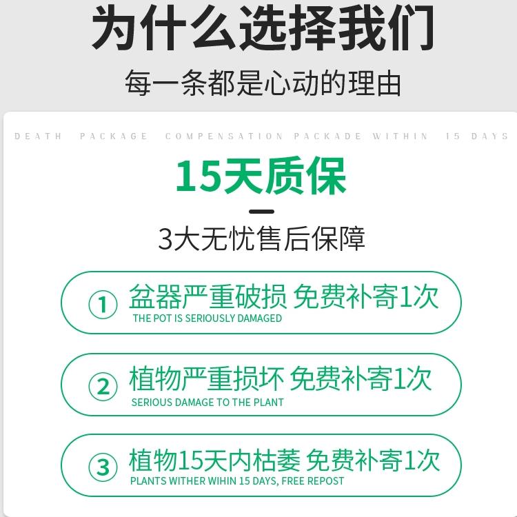 大叶绿公主盆栽招财植物金钻办公室内花卉客厅好养吸除去甲醛绿植-图0