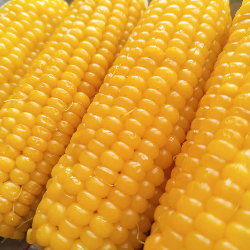 榛纯甜糯玉米棒新鲜香软非转基因有机种植铝箔真空包装东北小粒黄,淘宝优惠券,粉丝福利购,淘宝优惠卷