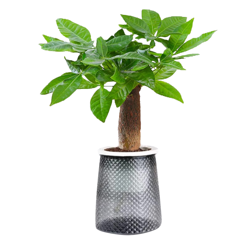 发财树盆栽室内植物客厅吸甲醛好养小盆景四季常青办公室花卉绿植_海南花拍花卉绿植企业店_鲜花速递/花卉仿真/绿植园艺-第3张图片-提都小院