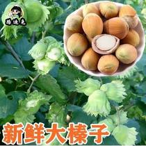 Annual peeling of fresh hazelnuts Northeastern special production Huanren origin water benevolent fresh fruit 250 gr