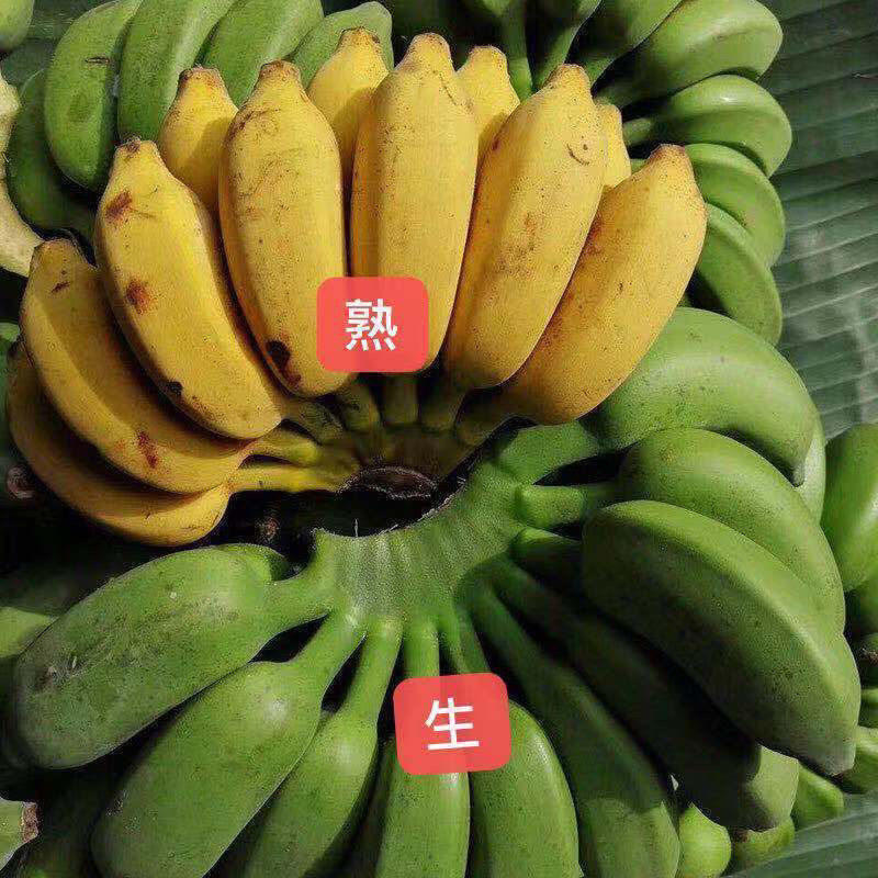 正宗广西小米蕉9斤香蕉新鲜水果整箱当季小香蕉自然熟苹果粉蕉5