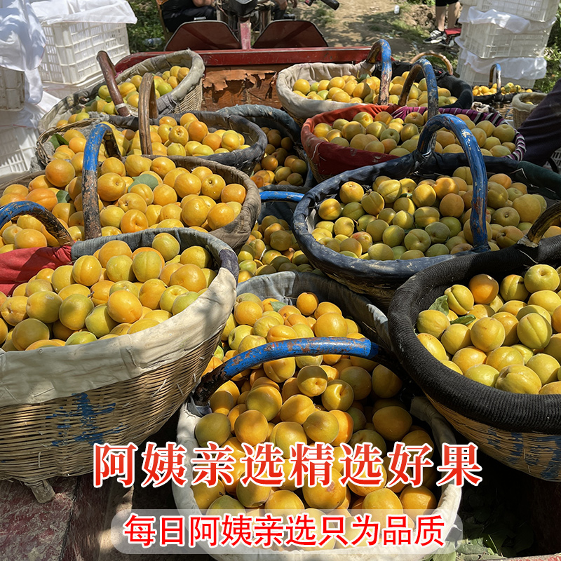 现摘大黄杏子新鲜水果当季陕西时令孕妇酸甜脆鲜杏金太阳5斤包邮 - 图1