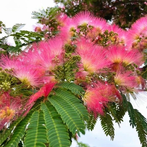 合欢树苗合欢苗绒花树苗芙蓉花树苗庭院花卉盆栽当年开花合欢苗 - 图2
