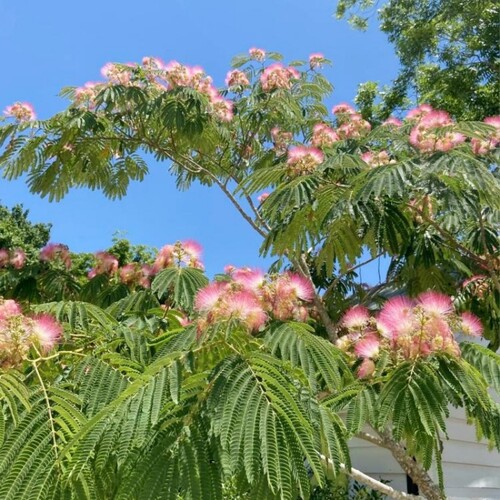 合欢树苗合欢苗绒花树苗芙蓉花树苗庭院花卉盆栽当年开花合欢苗 - 图3