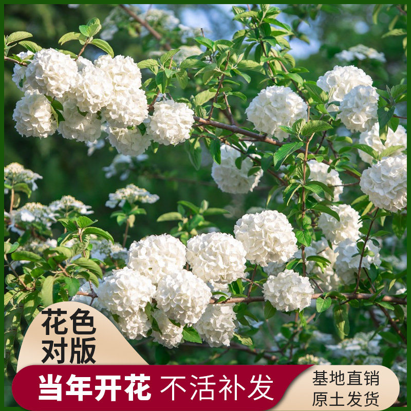 中华木本绣球树苗大花斗球白麻球苗庭院别墅耐寒盆栽风景树绣球花,淘宝优惠券,粉丝福利购,淘宝优惠卷