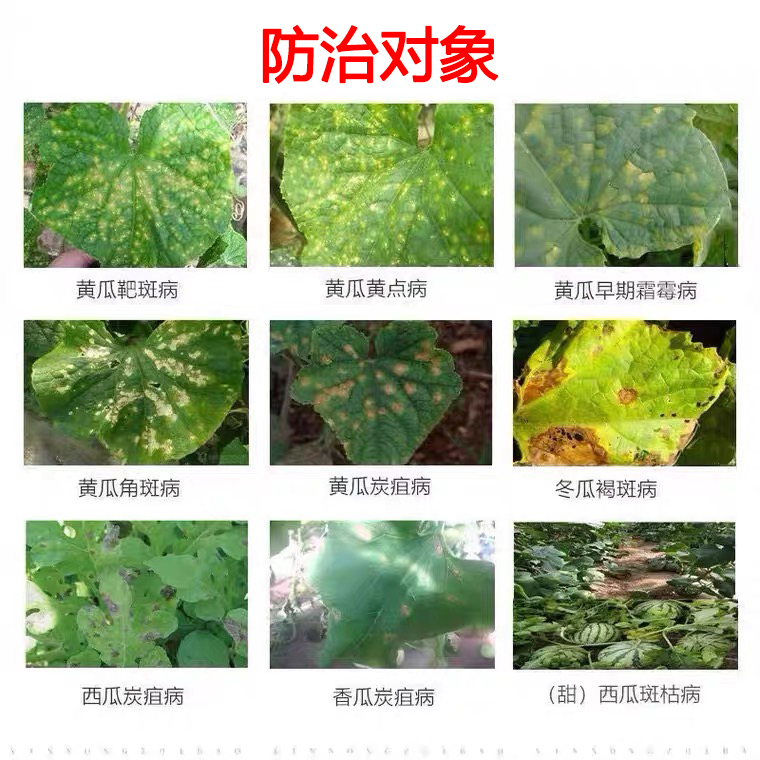 黄瓜专用药黄瓜杀菌剂靶斑病灰霉病角斑病斑点病霜霉病黄瓜病害清 - 图2