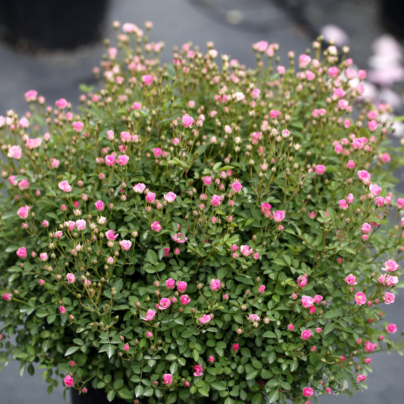 超微 月季花苗微月开花粉色玫瑰花 室内阳台四季盆栽花卉欧月 - 图0