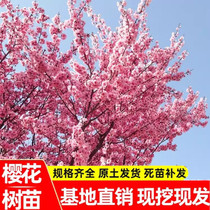 Cherry Blossom Sapling South Northern Courtyard Planting Scenic Trees Landscape Trees of the year Flowering Grafting Dyeing Well Yoshino Greening Trees