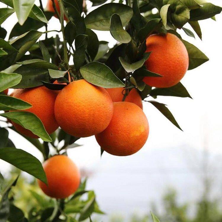 玫瑰香橙树苗玫瑰血橙苗 橙子苗 四川玫瑰香橙树盆栽地栽当年结果,淘宝优惠券,粉丝福利购,淘宝优惠卷