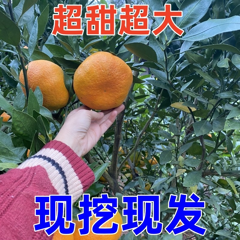 甘平柑橘桔子嫁接苗爱媛34号新品种盆栽南北方庭院地栽种植果树苗,淘宝优惠券,粉丝福利购,淘宝优惠卷