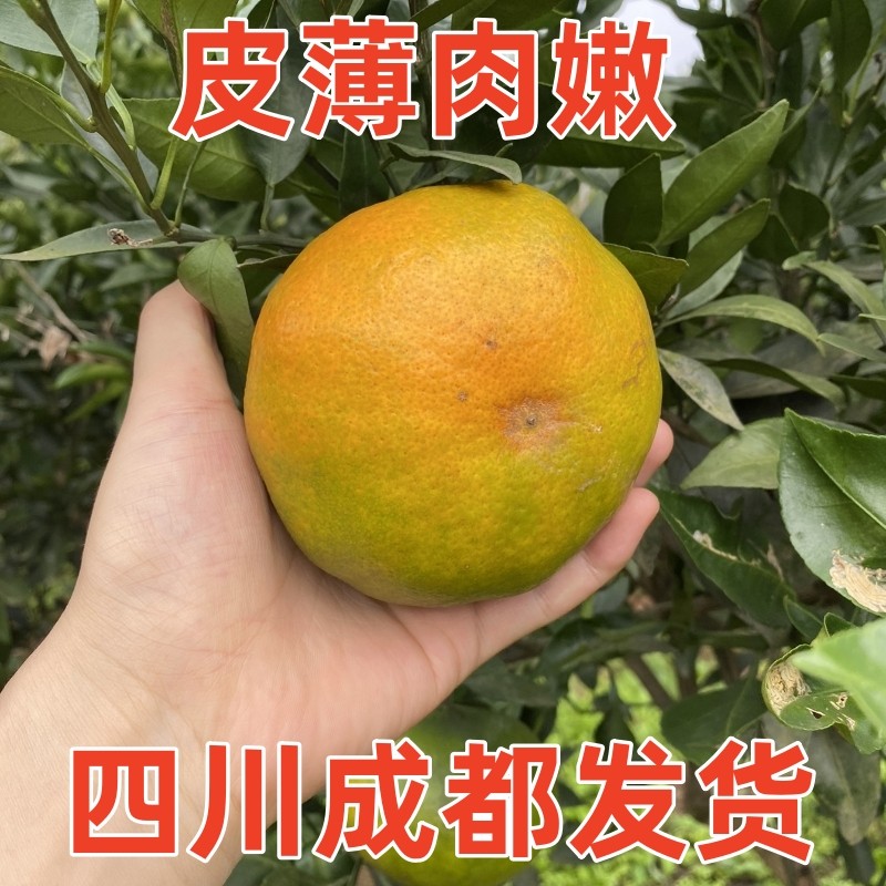 甘平柑橘桔子嫁接苗爱媛34号新品种盆栽南北方庭院地栽种植果树苗,淘宝优惠券,粉丝福利购,淘宝优惠卷