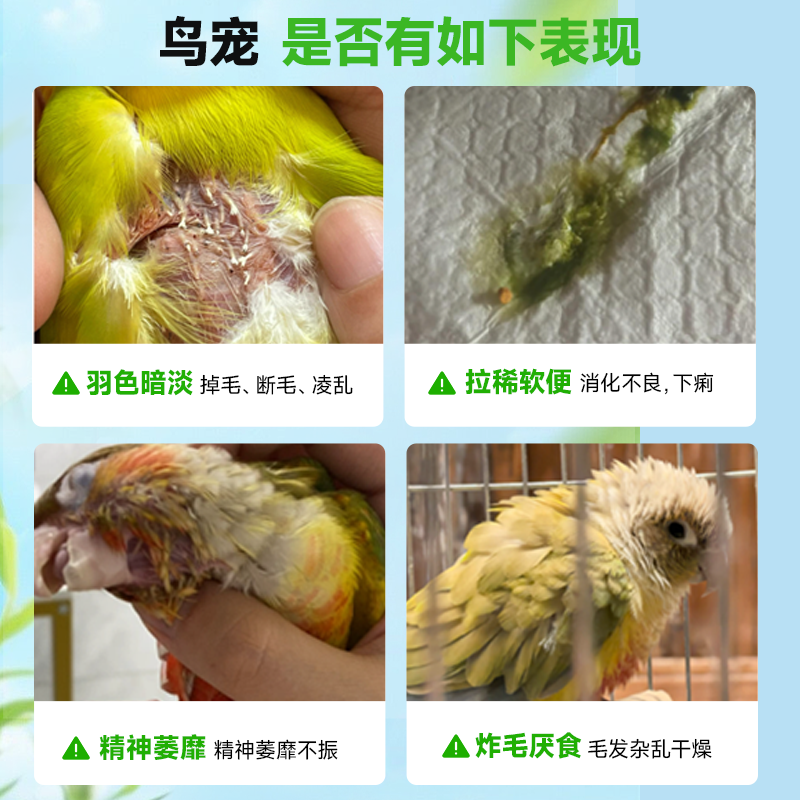 鸟用鹦鹉体内驱虎皮牡丹玄凤小太阳通用乌梅榧子体内驱虫非打虫药,淘宝优惠券,粉丝福利购,淘宝优惠卷