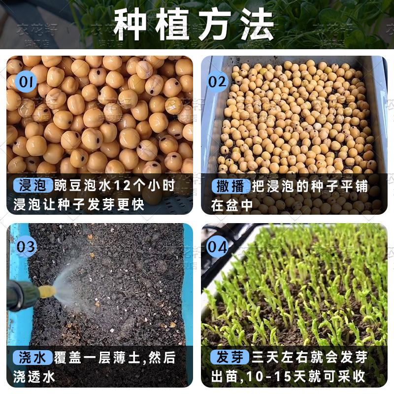 豌豆苗种籽子豌豆种籽尖芽苗菜种孑四季种植碗豆种吃苗青菜蔬菜籽-图0