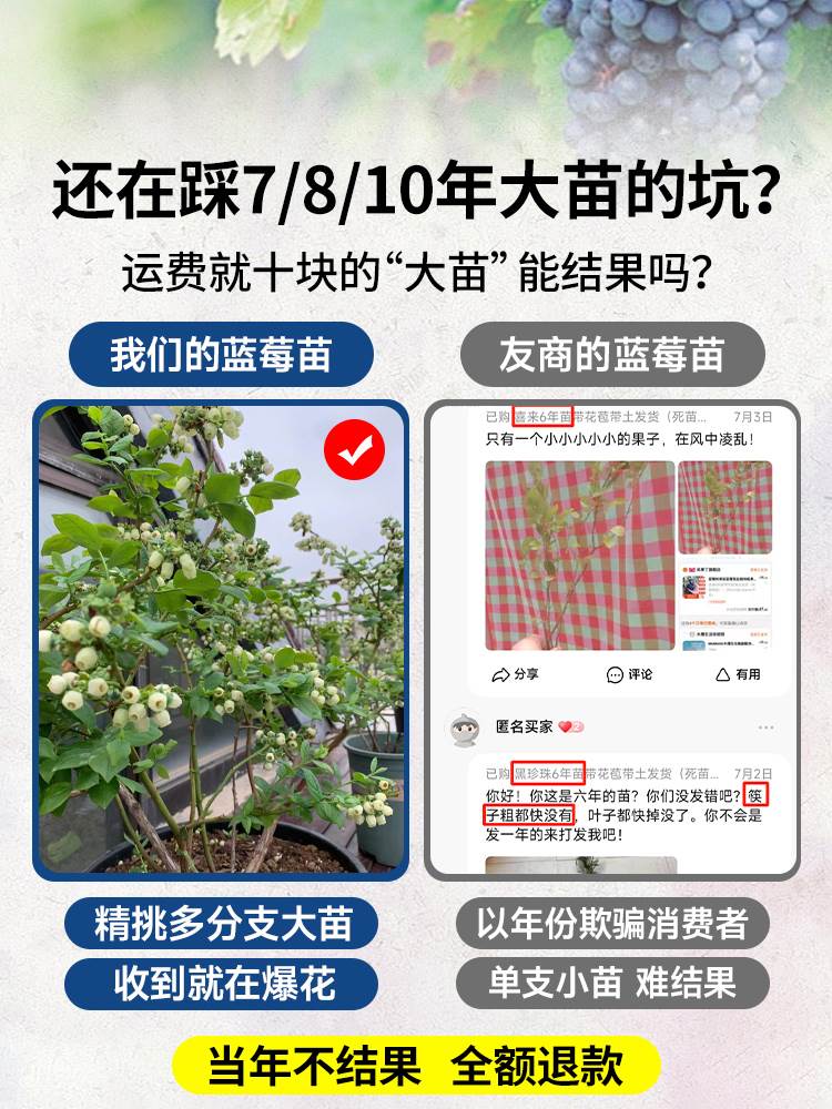 蓝莓树果苗盆栽车厘子种植水果蓝梅树苗客厅花卉耐寒耐旱好养四季 - 图1