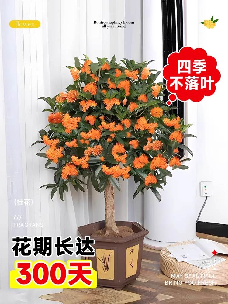 桂花树苗四季桂花卉盆栽室内客厅八月桂花苗金桂开花浓香丹桂庭院 - 图0