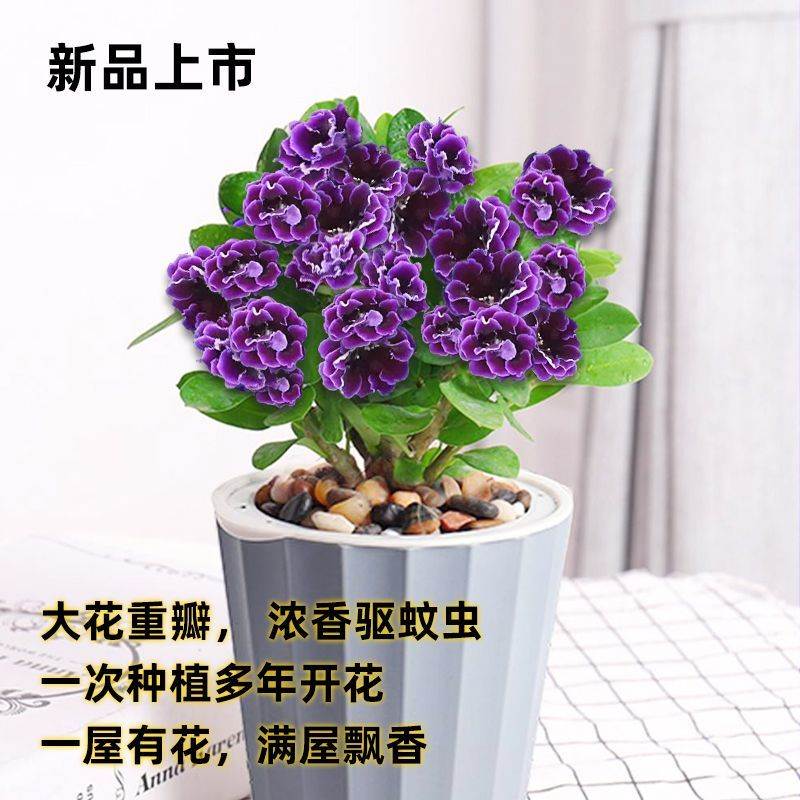 精品四季开花虎刺梅盆栽耐寒易活好养室内外浓香重瓣驱蚊虫花卉-图0