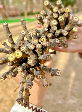 【藏在树枝里的星星】加杨树枝条新鲜杨树条结节五角星植物收藏