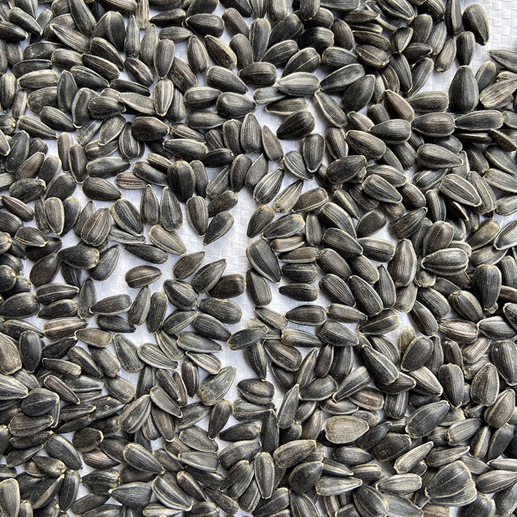 油葵小瓜子鸟零食鸟粮饲料鸟食鹦鹉玄凤牡丹虎皮饲料鸽粮训练奖励,淘宝优惠券,粉丝福利购,淘宝优惠卷