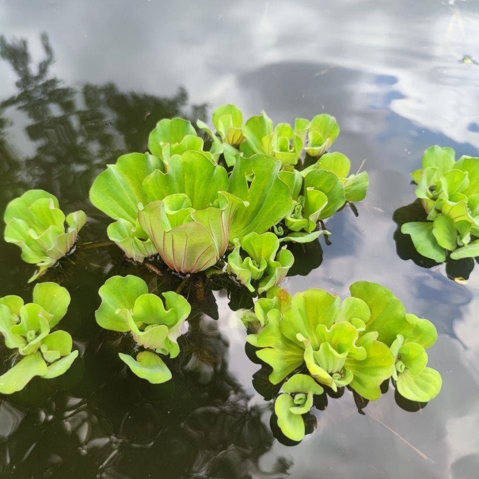 鱼池水生植物室外无土庭院户外鱼缸装饰造景池塘水草净化水质水缸-图0