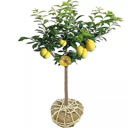 特大李子树苗三华李子苗蜂糖李子树盆栽地栽李子果苗南方北方种植 - 图3