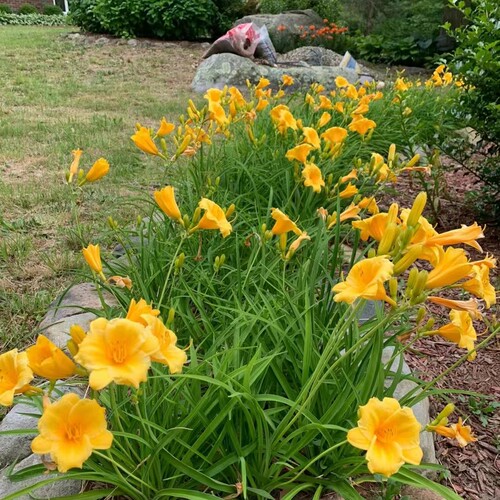 大花萱草忘忧草金娃娃萱草耐寒宿根花卉绿化地被庭院阳台盆栽花卉 - 图0