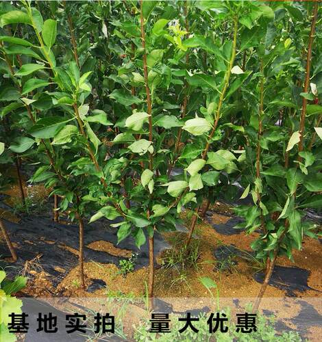 蜂糖李子树苗嫁接特大晚熟脱骨青脆李子果树苗南北方种三华李树苗 - 图1