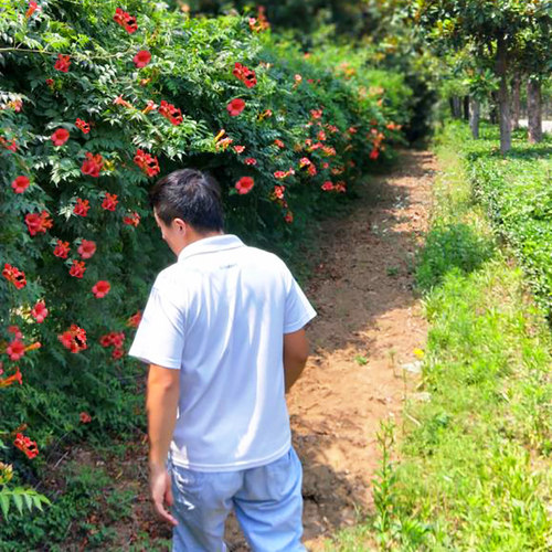 美国凌霄花苗爬藤植物耐寒庭院凌霄花树苗攀援凌霄树苗藤本凌霄苗 - 图1