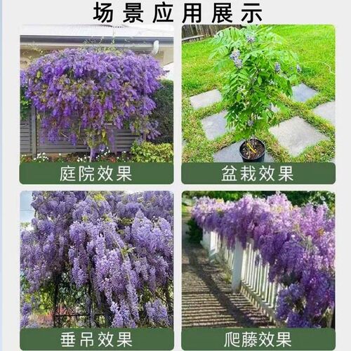 日本紫藤树苗庭院围墙爬藤植物普罗旺斯紫藤苗攀援藤蔓花紫藤萝苗 - 图1