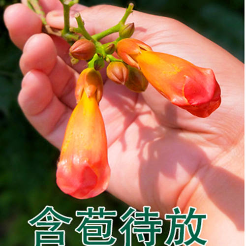 美国凌霄花苗爬藤植物耐寒庭院凌霄花树苗攀援凌霄树苗藤本凌霄苗 - 图0