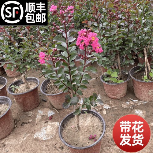 紫薇花树苗盆栽四川红花紫薇苗红火箭丛生红紫薇树苗百日红紫薇苗 - 图3