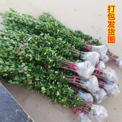 篱笆苗法国冬青树苗直立苗四季常青珊瑚苗庭院绿化苗北海道黄杨苗 - 图1