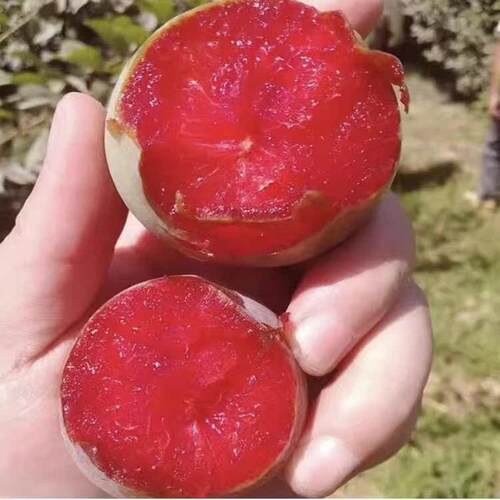 特大李子树苗三华李子苗蜂糖李子树盆栽地栽李子果苗南方北方种植 - 图1