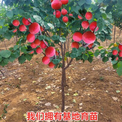 杏树果苗盆栽杏树苗活苗杏子果树苗庭院种植地栽南方北方杏子树苗 - 图0