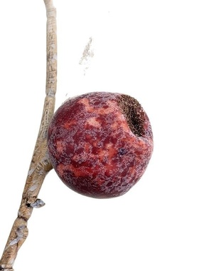 仿真果蔬山楂果家居客厅插花配饰春节装饰红果桌面摆件仿真水果