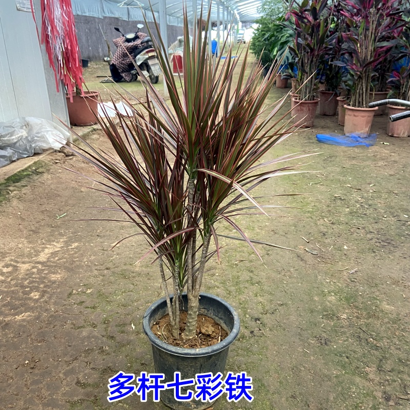 七彩铁千北欧年木盆栽三色龙血树客厅室内吸除甲醛净化空气绿植物