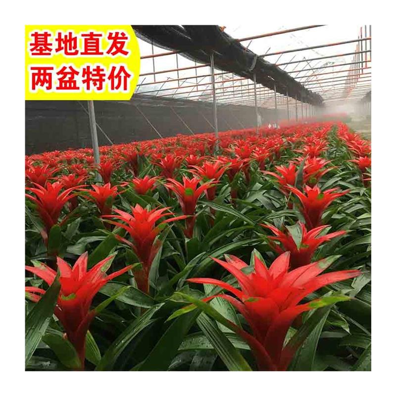 鸿运当头盆栽植物年宵花卉凤梨大型绿植室内红掌客厅吸甲醇火鹤花