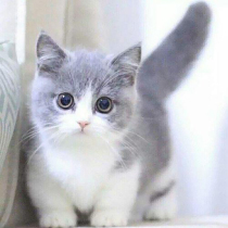 Kitty Living Things Puppets Blue Cats Gold And Silver Asymptotic English Short And Young Cat Beauty Short Cat Cat Orange Cat Cub Siamese Pets