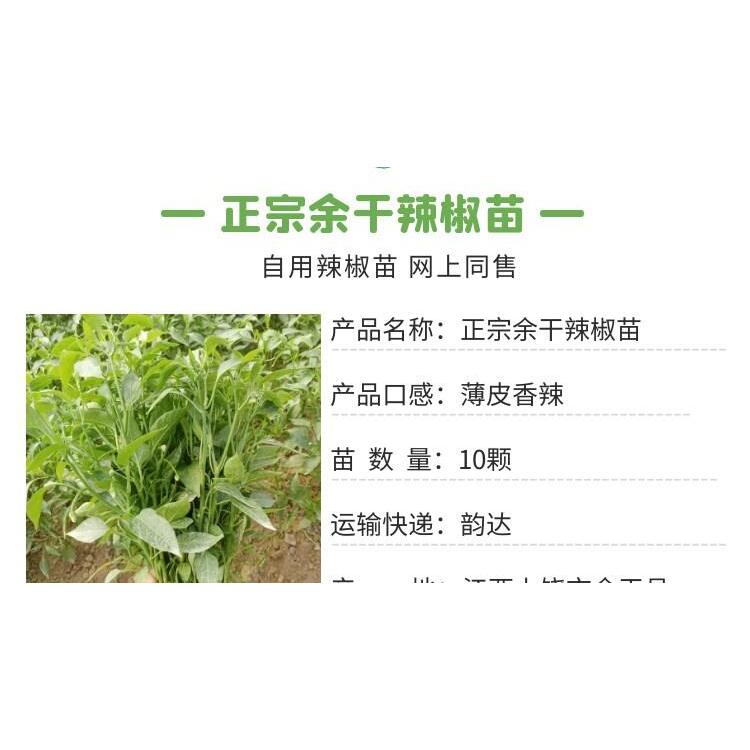 江西余干辣椒苗秧苗四季正宗农家枫树丰收余干椒种植苗本地尖椒苗 - 图0