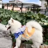 Весенне-летняя принцесса для собак больших и средних размеров, сетчатая юбка с ремешком для домашних животных, одежда для собак и кошек, нелиняющая одежда самоедов