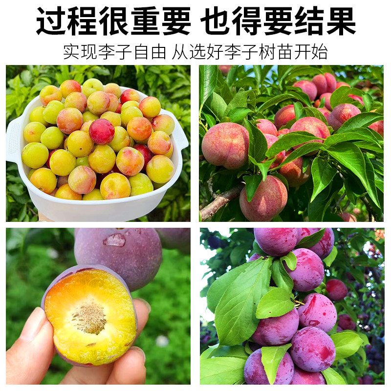 蜂糖李子树苗嫁接特大晚熟脱骨青脆李子果树苗南北方种三华李树苗,淘宝优惠券,粉丝福利购,淘宝优惠卷